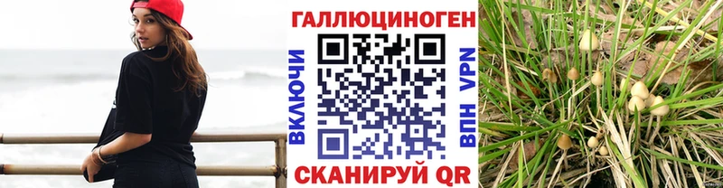 Псилоцибиновые грибы Psilocybine cubensis  Югорск 
